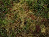 Sphagnum denticulatum 13, Geoord veenmos, Saxifraga-Hans Boll