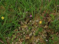 Sphagnum denticulatum 15, Geoord veenmos, Saxifraga-Hans Boll