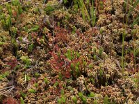 Sphagnum denticulatum 18, Geoord veenmos, Saxifraga-Hans Boll