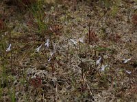 Sphagnum denticulatum 2, Geoord veenmos, Saxifraga-Hans Boll