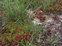 Sphagnum denticulatum 23, Geoord veenmos, Saxifraga-Hans Boll