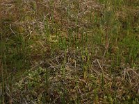 Sphagnum denticulatum 3, Geoord veenmos, Saxifraga-Hans Boll