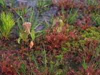 Sphagnum denticulatum 31, Geoord veenmos, Saxifraga-Hans Boll