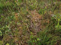 Sphagnum denticulatum 32, Geoord veenmos, Saxifraga-Hans Boll