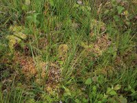 Sphagnum denticulatum 33, Geoord veenmos, Saxifraga-Hans Boll