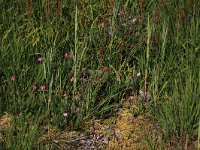 Sphagnum denticulatum 34, Geoord veenmos, Saxifraga-Hans Boll