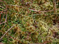 Sphagnum fallax 1, Fraai veenmos, Saxifraga-Hans Boll