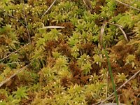 Sphagnum fallax 14, Fraai veenmos, Saxifraga-Hans Boll