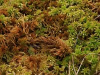 Sphagnum fallax 15, Fraai veenmos, Saxifraga-Hans Boll