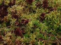 Sphagnum fallax 22, Fraai veenmos, Saxifraga-Hans Boll