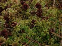 Sphagnum fallax 23, Fraai veenmos, Saxifraga-Hans Boll