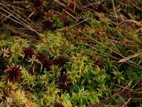 Sphagnum fallax 24, Fraai veenmos, Saxifraga-Hans Boll