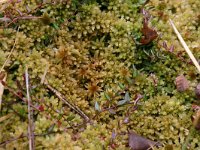 Sphagnum fallax 3, Fraai veenmos, Saxifraga-Hans Boll