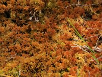 Sphagnum fallax 30, Fraai veenmos, Saxifraga-Hans Boll