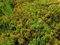 Sphagnum fallax 31, Fraai veenmos, Saxifraga-Hans Boll