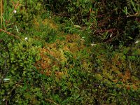 Sphagnum fallax 38, Fraai veenmos, Saxifraga-Hans Boll