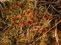 Sphagnum fallax 39, Fraai veenmos, Saxifraga-Hans Boll