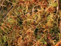 Sphagnum fallax 40, Fraai veenmos, Saxifraga-Hans Boll