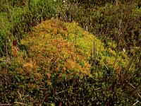 Sphagnum fallax 43, Fraai veenmos, Saxifraga-Hans Boll