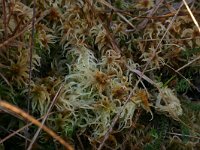 Sphagnum fallax 5, Fraai veenmos, Saxifraga-Hans Boll