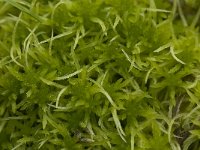 Sphagnum fimbriatum 1, Gewimperd veenmos, Saxifraga-Willem van Kruijsbergen