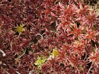 Sphagnum magellanicum 1, Hoogveenveenmos, Saxifraga-Hans Dekker