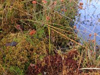 Sphagnum magellanicum 13, Hoogveenveenmos, Saxifraga-Hans Boll