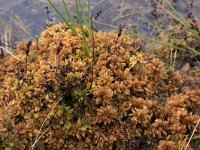 Sphagnum magellanicum 15, Hoogveenveenmos, Saxifraga-Hans Boll