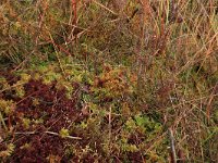 Sphagnum magellanicum 16, Hoogveenveenmos, Saxifraga-Hans Boll