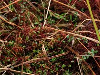 Sphagnum magellanicum 17, Hoogveenveenmos, Saxifraga-Hans Boll