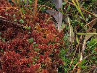 Sphagnum magellanicum 18, Hoogveenveenmos, Saxifraga-Hans Boll