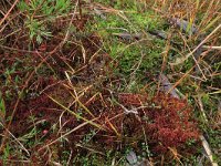 Sphagnum magellanicum 19, Hoogveenveenmos, Saxifraga-Hans Boll