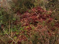 Sphagnum magellanicum 25, Hoogveenveenmos, Saxifraga-Hans Boll