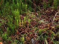 Sphagnum magellanicum 29, Hoogveenveenmos, Saxifraga-Hans Boll