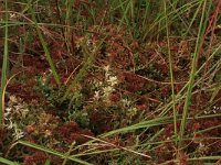 Sphagnum magellanicum 33, Hoogveenveenmos, Saxifraga-Hans Boll