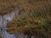 Sphagnum magellanicum 39, Hoogveenveenmos, Saxifraga-Hans Boll