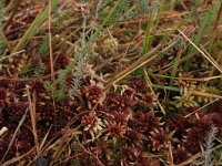 Sphagnum magellanicum 41, Hoogveenveenmos, Saxifraga-Hans Boll