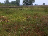 Sphagnum magellanicum 42, Hoogveenveenmos, Saxifraga-Hans Boll