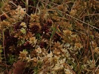 Sphagnum magellanicum 45, Hoogveenveenmos, Saxifraga-Hans Boll