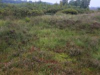 Sphagnum magellanicum 46, Hoogveenveenmos, Saxifraga-Hans Boll