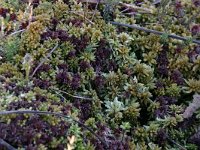 Sphagnum magellanicum 5, Hoogveenveenmos, Saxifraga-Hans Boll