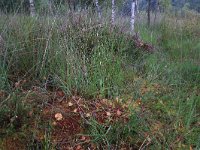 Sphagnum magellanicum 57, Hoogveenveenmos, Saxifraga-Hans Boll