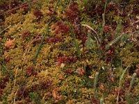 Sphagnum magellanicum 67, Hoogveenveenmos, Saxifraga-Hans Boll