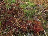 Sphagnum magellanicum 70, Hoogveenveenmos, Saxifraga-Hans Boll