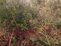 Sphagnum magellanicum 74, Hoogveenveenmos, Saxifraga-Hans Boll