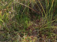 Sphagnum magellanicum 78, Hoogveenveenmos, Saxifraga-Hans Boll