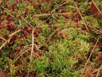 Sphagnum magellanicum 8, Hoogveenveenmos, Saxifraga-Hans Boll