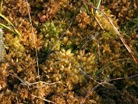 Sphagnum molle 1, Week veenmos, Saxifraga-Hans Boll