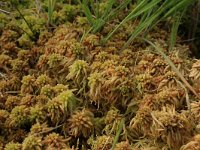 Sphagnum palustre 15, Gewoon veenmos, Saxifraga-Hans Boll