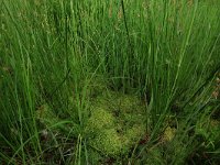 Sphagnum palustre 27, Gewoon veenmos, Saxifraga-Hans Boll